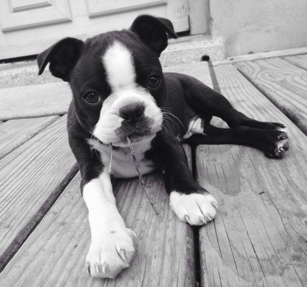 Norman